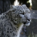 leopardenmaennchen_5906.JPG