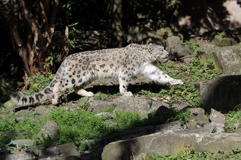 leopardenmaennchen_5925.JPG