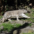 leopardenmaennchen_5925.JPG