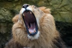 Brüllender Löwe (7978 visits) Zoo Wuppertal: Das Revier eines Löwenrudels umfasst 20 bis 400 km². Seine Grenzen werden mit Kot u... Brüllender Löwe