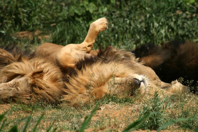 Schlafende Löwen