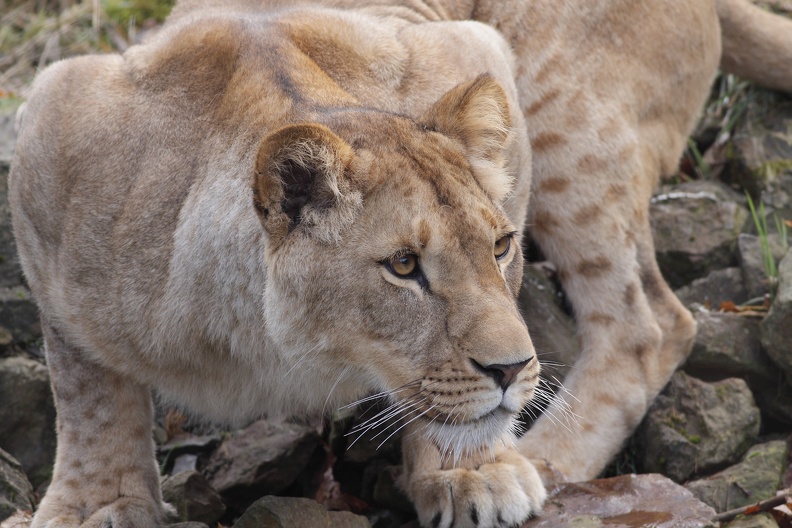 Zoo Wuppertal:Junge Löwin am Wassergraben loewin_6594.jpg