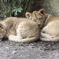 Löwenjunge