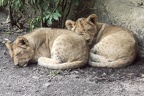 Löwenjunge
