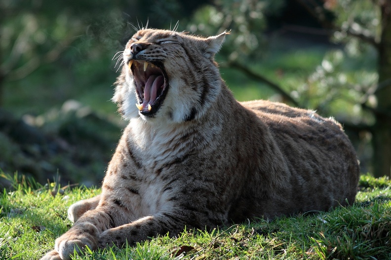 Rotluchs