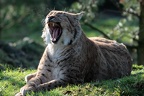 Rotluchs (4059 visits) Zoom Erlebniswelt Gelsenkirchen: Der Rotluchs geniesst die Frühjahrssonne. Rotluchse sind anpassung... Rotluchs