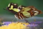 Saugender Malachitfalter