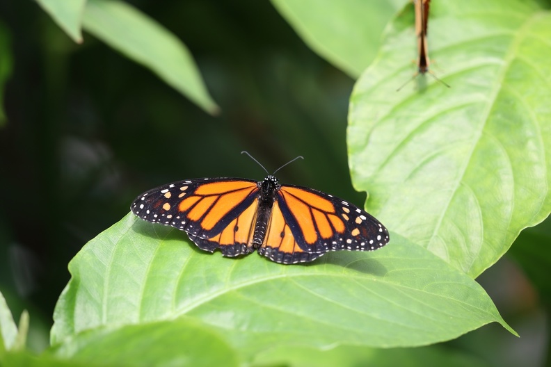 Zoo Krefeld: Der Monarchfalter ist der am besten erforschte Schmetterling Nordamerikas und ein berühmter Wanderfalter. Einzelne Tiere legen bei Wanderungen im Herbst in Nordamerika bis zu 3600 Kilometer zurück. Die östliche Population in Nordamerika überwintert mit mehreren 100 Millionen Tieren auf wenigen Hektar in der mexikanischen Sierra Nevada.
Ab 2010 brachen die überwinternden Bestände drastisch ein.Die in Anspruch genommene Fläche war 1997 21 Hektar groß,2014 waren es nur noch 0,67 Hektar monarchfalter_4176.jpg