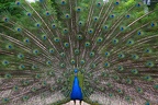 Blauer Pfau
