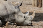 Liegendes Nashorn