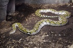 Netzpython
