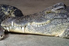Nilkrokodil