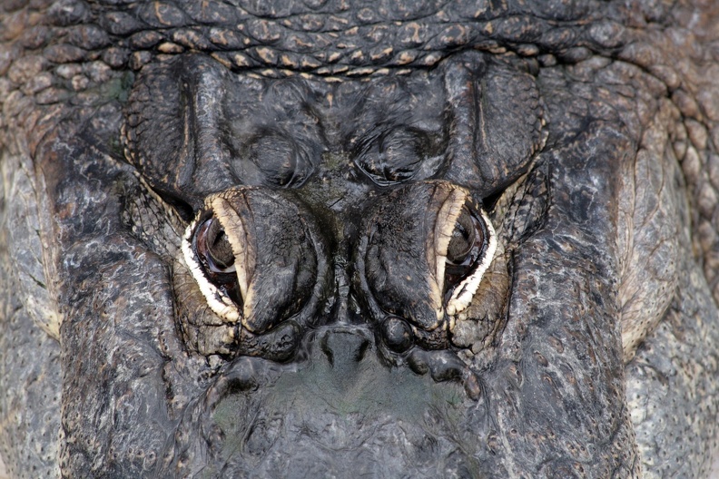 Alligator Nahaufnahme