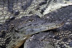 Nilkrokodil