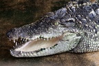 Nilkrokodil