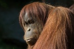 Orang Utan