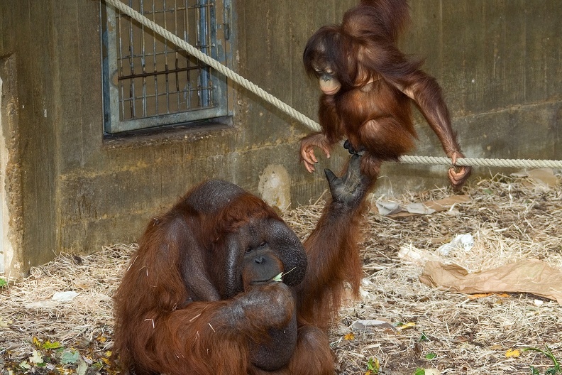 Zoo Krefeld: Alle Menschenaffenarten sind sehr soziale Tiere, das alte Männchen reicht dem Jungtier die Hand. orang_utans_7581.jpg