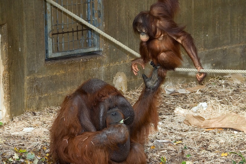 Orang-Utans