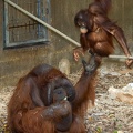 orang_utans_7581.jpg