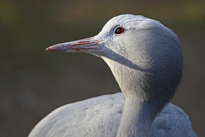 Paradieskranich Portrait