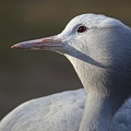 Paradieskranich Portrait