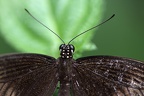 Portrait gewönhlicher Mormone