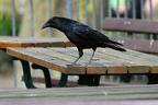 Rabenkrähe