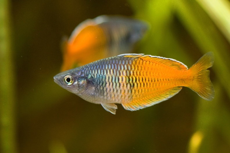 Boesemanns Regenbogenfisch