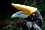 Porträt Rhinozeroshornvogel