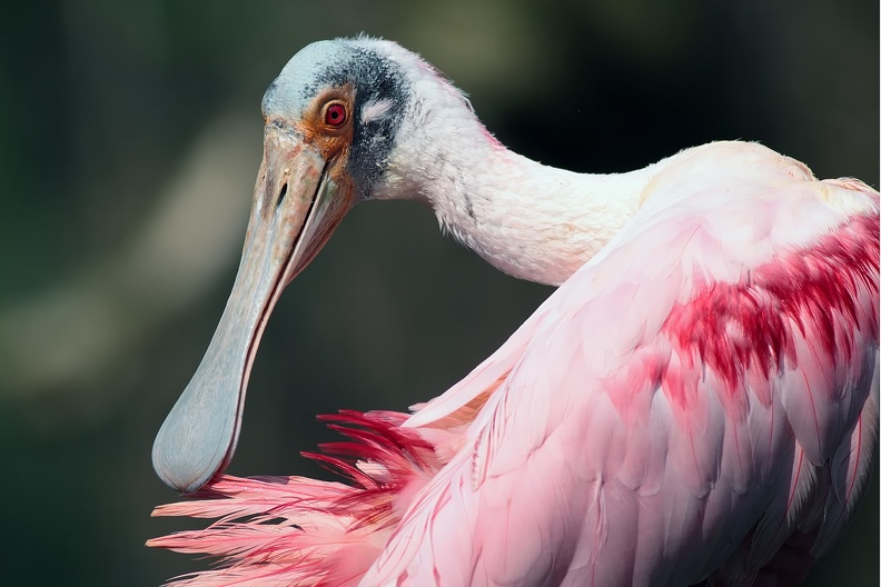 Naturzoo Rheine: Für alle Vogelarten ist die Gefiederpflege die wichtigste Verhaltensmaßnahme. Federn schützen Vögel vor Wasser und Kälte und statten sie andererseits mit Farben aus, die sowohl zur Tarnung gegen Feinde, als auch als Mittel der visuellen Kommunikation dienen. Hinzu kommt die feste Kontur, die sie dem Vogel verleihen, und natürlich auch die Möglichkeit des Fluges. Der Rosa Löffler zieht jede Feder durch den löffelartig geformten Schnabel, danach wird das Federkleid mit einem Sekret eingefettet. rosa_loeffler_8745.jpg