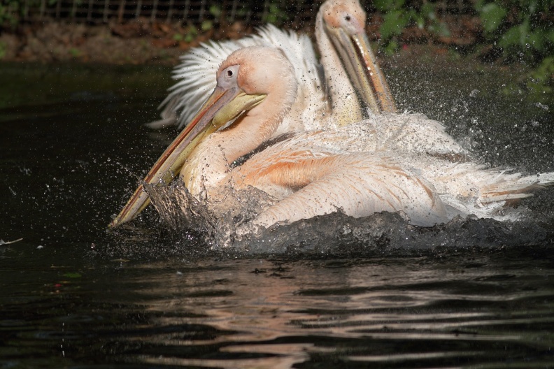 Zoo Krefeld: Rosa Pelikan bei der Gefiederpflege rosa_pelikan_9485_a.jpg
