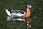 Schwimmende Rothalsgans
