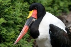 Sattelstorch