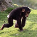 Rennender Schimpanse