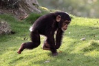 Rennender Schimpanse
