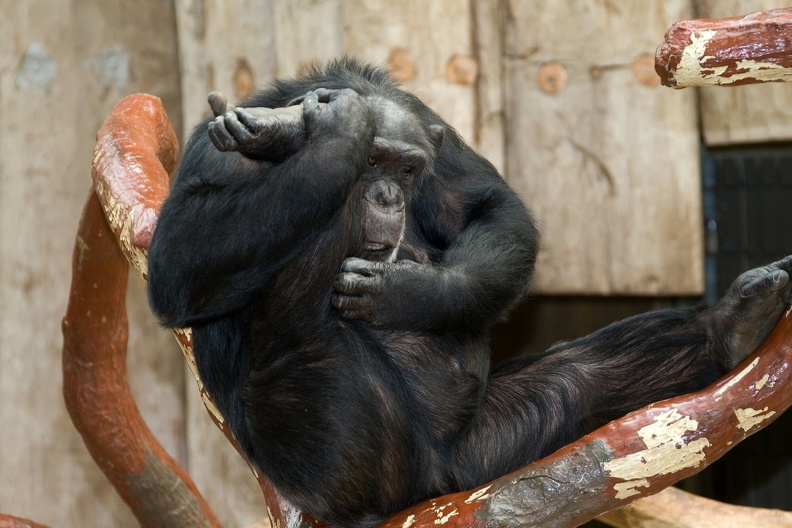 Zoo Krefeld: Akrobatische Körperpflege eines Schimpansenmännchens. schimpanse_7583.jpg