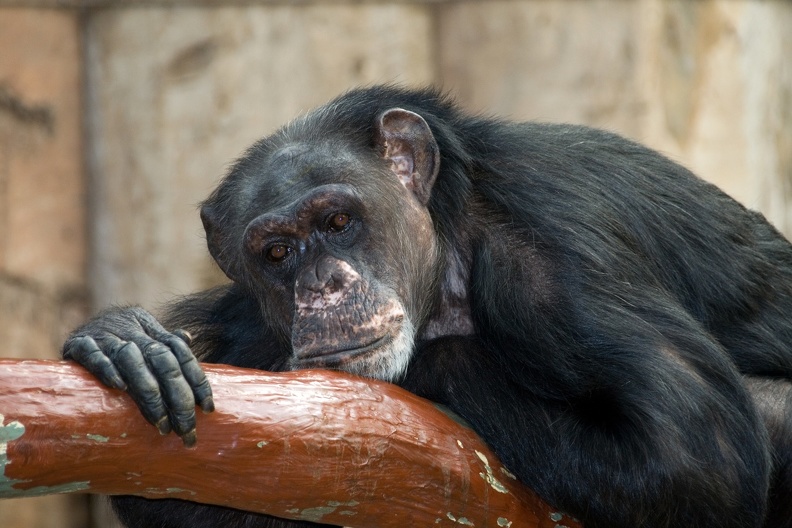 Zoo Krefeld: Mittagsruhe bei den Schimpansen schimpanse_7599.jpg