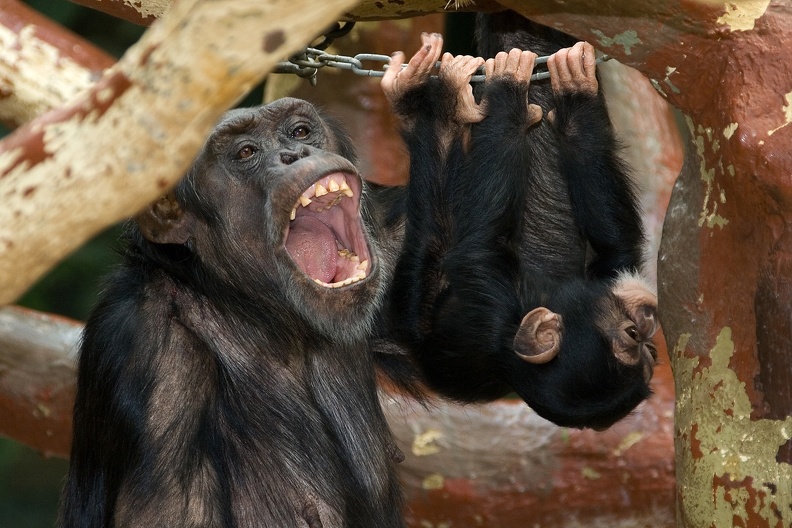 Zoo Krefeld: Die Schimpansenmutter droht einem Herdenmitglied, das dem Jungtier zu nah kommt. schimpansen_7595.jpg
