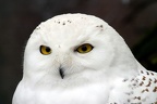 Schnee Eule