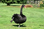 Tanzender Trauerschwan