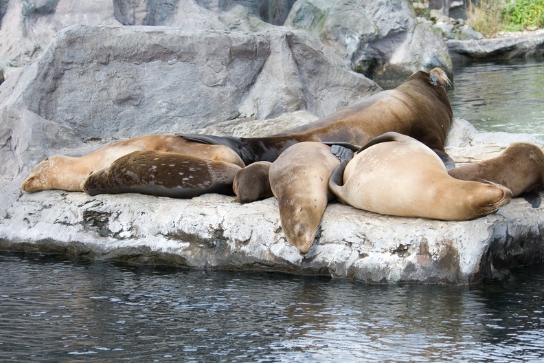 Zoom Erlebniswelt Gelsenkirchen: Die Familie der kalifornischen Seelöwen döst an Land. seeloewen_4733.jpg
