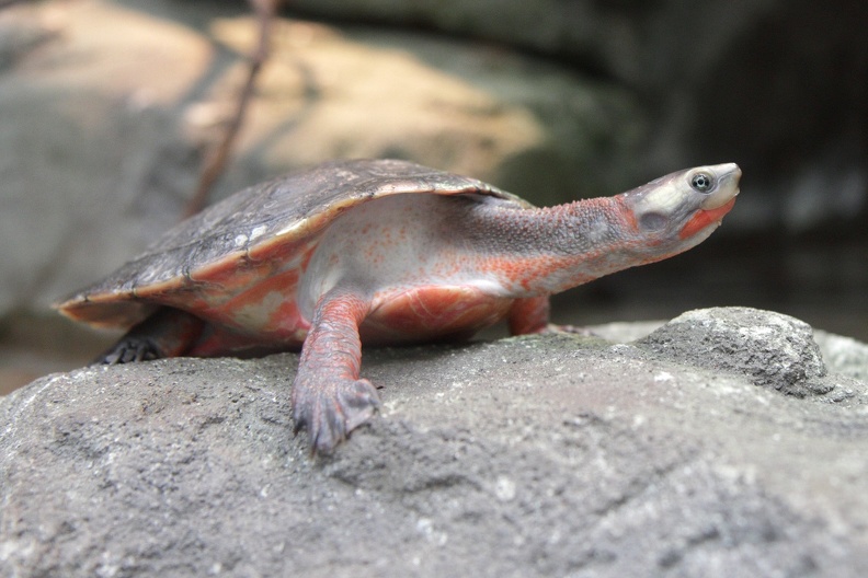 Rotbauch-  Spitzkopfschildkröte