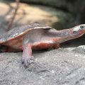 Rotbauch-  Spitzkopfschildkröte