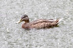 Ente im Gewitterschauer
