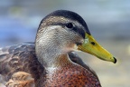 Stockente