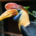 Sulawesi Hornvogel