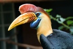 Sulawesi Hornvogel