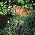 Sumatratiger