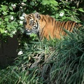 sumatratiger_8859.jpg