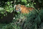 Sumatratiger (2864 visits) Zoo Krefeld: In der großen Freianlage gibt es genug Versteckmöglichkeiten für die jungen Sumatrat... Sumatratiger